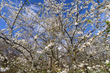 Springtime in the Vincennes wood. Paris 12th arrondissemnt