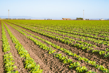 Young cabbage plants in a rows, sowing season in early spring. Agricultural field in Santa Barbara County, California