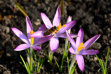 A bee collects pollen from the Bulbocodium versicolor flower.