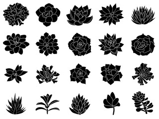Hand drawn set icon. Succulents in style simple. Graphics sketch home desert flower. Vector illustration, isolated black elements on a white background