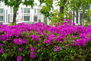 Fototapeta na wymiar Blooming bougainvillea flowers. Floral background. Violet bougainville flowers blooming in the park in Malaysia.