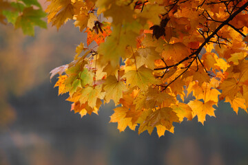 Maple, autumn leaves in the park.