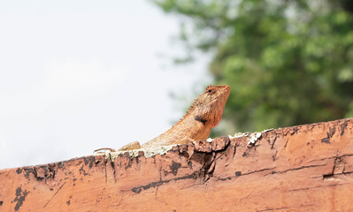 bearded dragon lizard