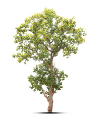 tree isolated on white background