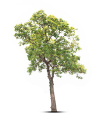Obraz premium tree isolated on white background