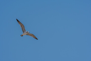 Seagull flying high above in beautiful blue sky.
