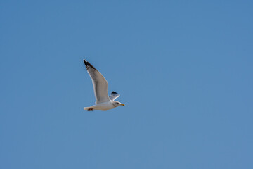 Seagull flying high above in beautiful blue sky.