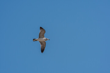 Seagull flying high above in beautiful blue sky.