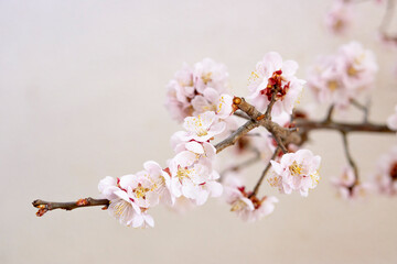 Close-up view of plum blossoms