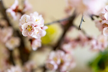 Fototapeta na wymiar Close-up view of plum blossoms