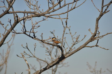 검단산의 새 한마리