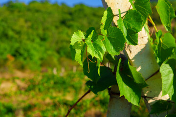 Obraz premium Grapes bush leaves in a vineyard close up