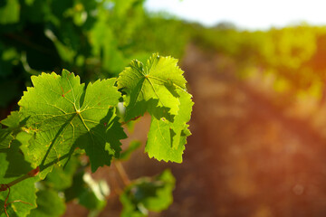 Grapes bush leaves in a vineyard close up