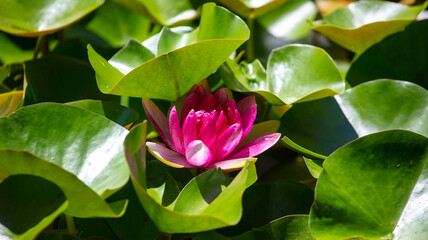 Pink water lily flower on the lake