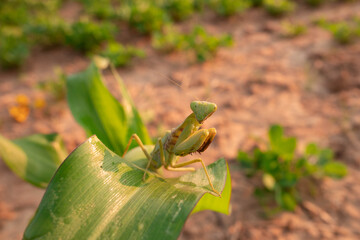green lizard on a leaf