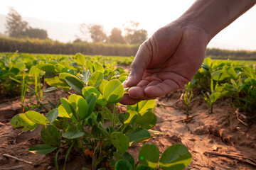 farmer hand holding corn