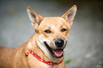 The dog smiled in the sand.