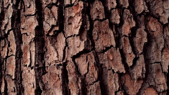 Texture of tree trunk 
Close up of texture of an old oak tree bark