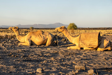 Camel at evening. Ethiopia, Afar Depression, Erta Ale Volcano. Ethiopia. Africa