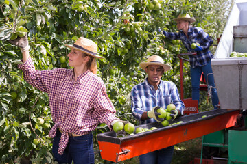 Obraz premium Hired workers pick ripe apples from a branch and put them in a sorting machine in the garden