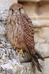 Junger Turmfalke