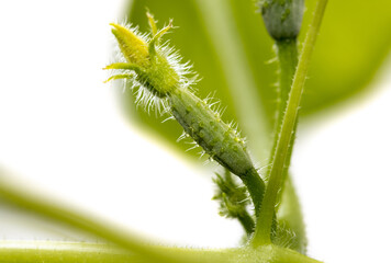 Small fruit of a cucumber on a plant.