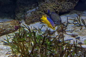poisson