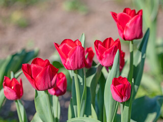 Rot blühende Tulpen im Frühling