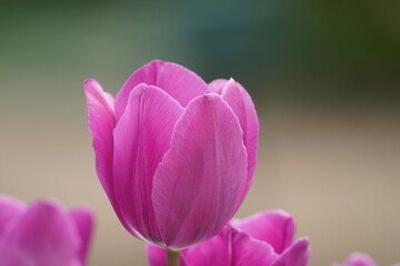 tulip flower in the garden