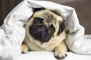 Happy cute pug dog on bed,under  the blanket