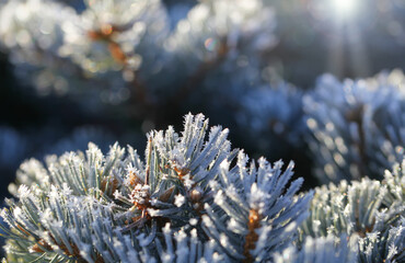 Branches of spruce covered with morning frost. Texture. Natural blurred background. Image.