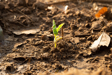 sprout of a plant in soil