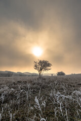 tree in the snow at sunrise