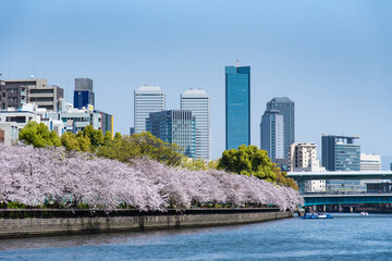 Fototapeta premium 大川沿いの高層ビルと桜