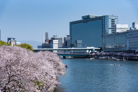 OMMと桜