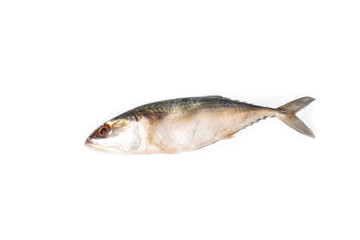 fresh fish on white background