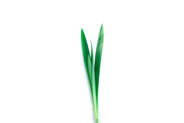 green grass isolated on white