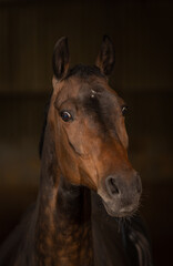 Horse brown head portraits, the look carefully tense..