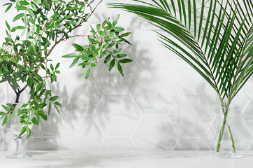 Elegant summer tropical background - green leaves palm and tree in vases with dappled shadow in sunshine on white marble tile wall, wood table, copy space, frame.