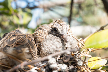 bird in nest