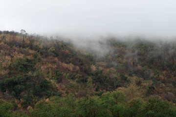 Fototapeta na wymiar mist in the forest