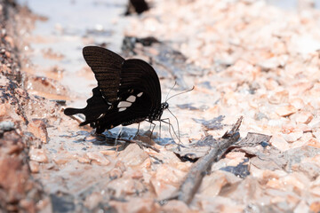 butterfly on the ground