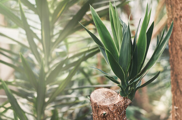 yucca with green leaves and brown trunk