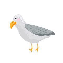 seagull marine animal