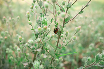 Fototapeta na wymiar ladybird on a flower