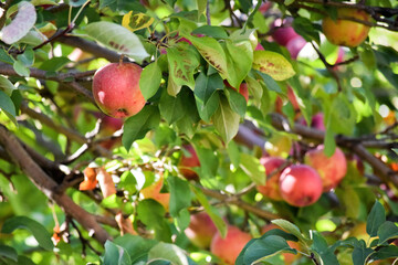 apples on tree