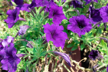 flowers in the garden