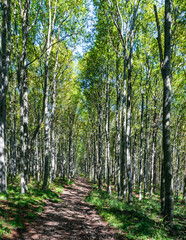 Hiking trail in deciduous forest bellow Lysa hora hill in Moravskoslezske Beskydy mountains in Czech republic