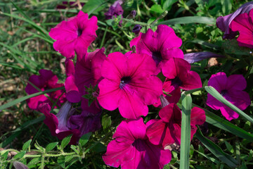 pink flowers in garden