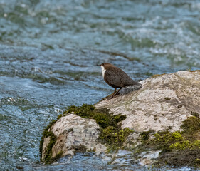 White-throated dipper at Erlauf River in Lower Austria